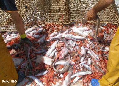 Los ecosistemas del Mediterráneo son más sensibles a la variabilidad climática global de lo que se pensaba