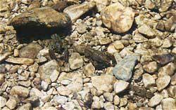 Austropotamobius italicus, Austropotamobius pallipes. Cangrejo de Río Austropotamobius italicus, Austropotamobius pallipes. Cangrejo de Río