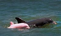 Delfín albino, único en el mundo 
