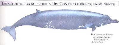 POR QUÉ LA ARMADA DE EE.UU. COPIÓ EL SONAR DE ZIFIOS POR QUÉ LA ARMADA DE EE.UU. COPIÓ EL SONAR DE ZIFIOS