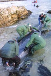 Quince orcas bastardas mueren en Burela