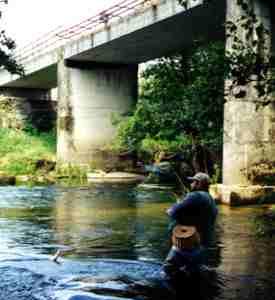 Salmo Salar. Galicia y Asturias comparten optimismo sobre la recuperación Salmo Salar. Galicia y Asturias comparten optimismo sobre la recuperación