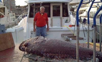 Un pescador captura con una caña con carrete eléctrico un mero de 44 kilos a unas 30 millas del puerto de El Campello Un pescador captura con una caña con carrete eléctrico un mero de 44 kilos a unas 30 millas del puerto de El Campello