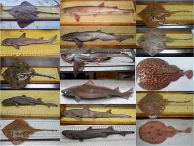 Al menos 25 especies de tiburones, rayas y quimeras pueblan los fondos del Mediterráneo Occidental Al menos 25 especies de tiburones, rayas y quimeras pueblan los fondos del Mediterráneo Occidental