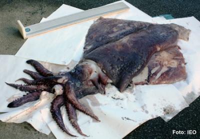 Aparece en Galicia un calamar gigante de 54 kilos Aparece en Galicia un calamar gigante de 54 kilos