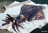 Aparece en Galicia un calamar gigante de 54 kilos