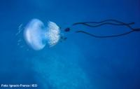 Aparecen en el Mediterráneo ejemplares de una especie de medusa muy rara, de cuya existencia incluso se dudaba   