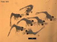 Científicos del IEO detectan larvas de una nueva especie invasora en el Mediterráneo  
