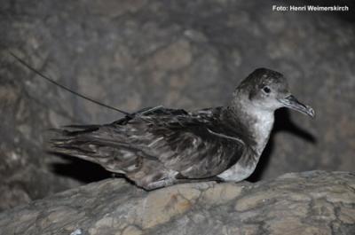 Demuestran la necesidad de medidas de gestión transfronterizas para la conservación de la pardela balear Demuestran la necesidad de medidas de gestión transfronterizas para la conservación de la pardela balear