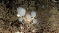 Descubierta en el Mediterraneo una nueva especie de esponja cristal