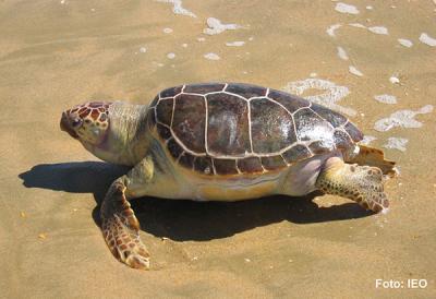 El comportamiento migratorio de la tortuga boba en el Mediterráneo podría estar cambiando