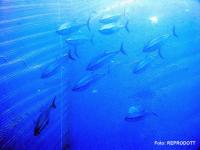 El equipo de cultivo de túnidos del IEO cuenta con nuevos reproductores de atún rojo