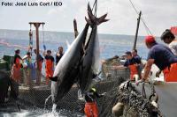 El estudio de dos millones y medio de atunes rojos establece en 3,31 metros y 725 kg su longitud y peso máximos