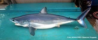 Estudian los movimientos y preferencias ambientales del tiburón marrajo dientuso en el océano Pacífico Estudian los movimientos y preferencias ambientales del tiburón marrajo dientuso en el océano Pacífico