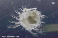 Identificadas por primera vez las larvas de un crustáceo de gran profundidad