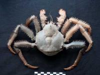 Investigadoras del Instituto Español de Oceanografía descubren una nueva especie de cangrejo litódido en aguas de Namibia