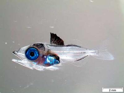 Investigadores del IEO mejoran las técnicas de cultivo larvario del atún rojo y el bonito