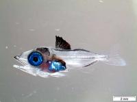 Investigadores del IEO mejoran las técnicas de cultivo larvario del atún rojo y el bonito