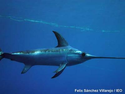 Las poblaciones de pez espada del Atlántico se han recuperado gracias a la investigación y la gestión internacional coordinada