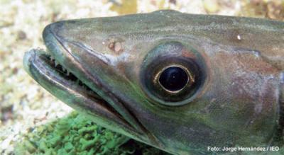 Los peces prefieren las presas más grandes Los peces prefieren las presas más grandes