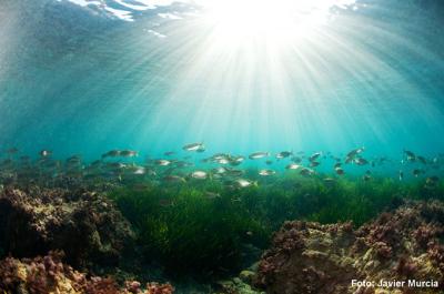 Más de 1600 km2 de praderas marinas tapizan las costas españolas