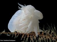 Nuevos avances en el conocimiento de la ecología trófica y reproductiva de dos cnidarios polares