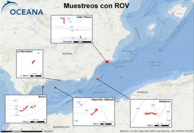 Océana aporta datos de especies y habitats de profundidad al inventario de la biodiversidad española Océana aporta datos de especies y habitats de profundidad al inventario de la biodiversidad española
