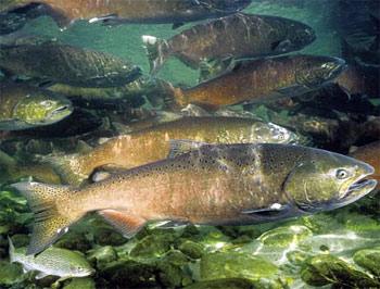 Pronósticos optimistas para el salmón chinook 