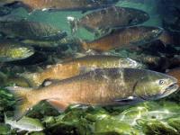 Pronósticos optimistas para el salmón chinook 