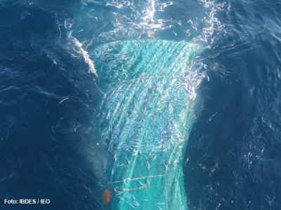 Un estudio del IEO identifica el hábitat idóneo de la sardina en el mar Mediterráneo
