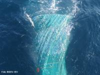 Un estudio del IEO identifica el hábitat idóneo de la sardina en el mar Mediterráneo
