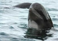 Un trabajo realizado por la U. de Oviedo y el IEO describe, por primera vez a nivel mundial, el hallazgo de un híbrido viable de cetáceo 