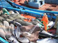 Índices climáticos globales afectan a la condición física del atún rojo durante su migración