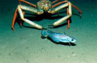 El IEO estudia los arrecifes coralinos de El Cachucho y del Sistema de Cañones Submarinos de Avilés El IEO estudia los arrecifes coralinos de El Cachucho y del Sistema de Cañones Submarinos de Avilés