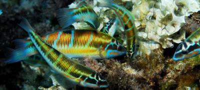 Océana remitirá a la UE pruebas de pesca ilegal en Cabrera Océana remitirá a la UE pruebas de pesca ilegal en Cabrera