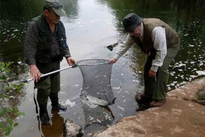 Cantabria. El Pas da un campano tempranero. Salmo salar de 3 kilos a tierra a las 08 de la mañana Cantabria. El Pas da un campano tempranero. Salmo salar de 3 kilos a tierra a las 08 de la mañana