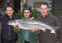 El campanu de Asturias pescado en el río Sella