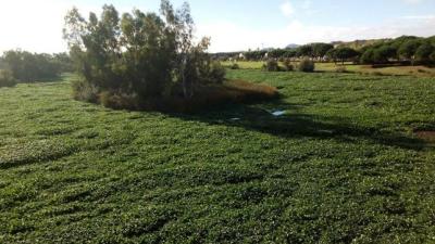 El Master Mérida de pesca no se celebrará en la ciudad por el camalote El Master Mérida de pesca no se celebrará en la ciudad por el camalote