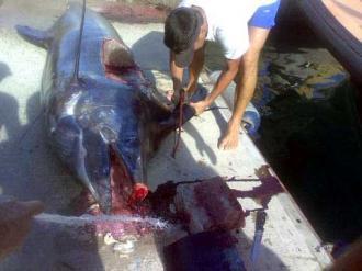 Capturado en La Gomera un marlín azul de 414 kilos Capturado en La Gomera un marlín azul de 414 kilos