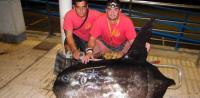 Capturan un pez luna de 107 kilos en La Palma