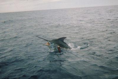 Marina Rubicón se prepara para el comienzo de la novena edición del torneo de pesca de altura Marlin Cup Marina Rubicón se prepara para el comienzo de la novena edición del torneo de pesca de altura Marlin Cup