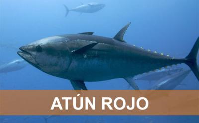 Según Océana La UE, responsable del COLAPSO del ATÚN ROJO Según Océana La UE, responsable del COLAPSO del ATÚN ROJO
