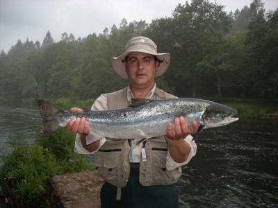 Ayer sábado a las 20 horas salía el salmón que hacía el nº 22 del Ulla Ayer sábado a las 20 horas salía el salmón que hacía el nº 22 del Ulla