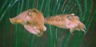 La pesca de la Sepia La pesca de la Sepia