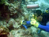 Campeonato Autonómico Valenciano de caza fotosub en apnea