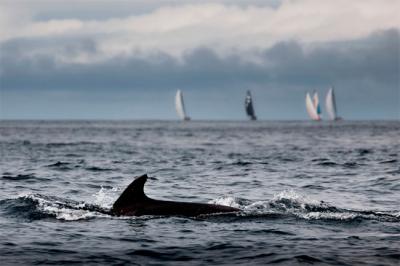 The Ocean Race lanza una campaña para crear la Declaración Universal de los Derechos de los Océanos The Ocean Race lanza una campaña para crear la Declaración Universal de los Derechos de los Océanos