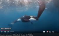Video noticia: Los VO65 JAJO y Mirpuri reportan encuentros con orcas en el Estrecho de Gibraltar.