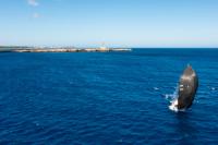 La Larga de la Sandberg PalmaVela contará con los principales ORC A2 del Mediterráneo 
