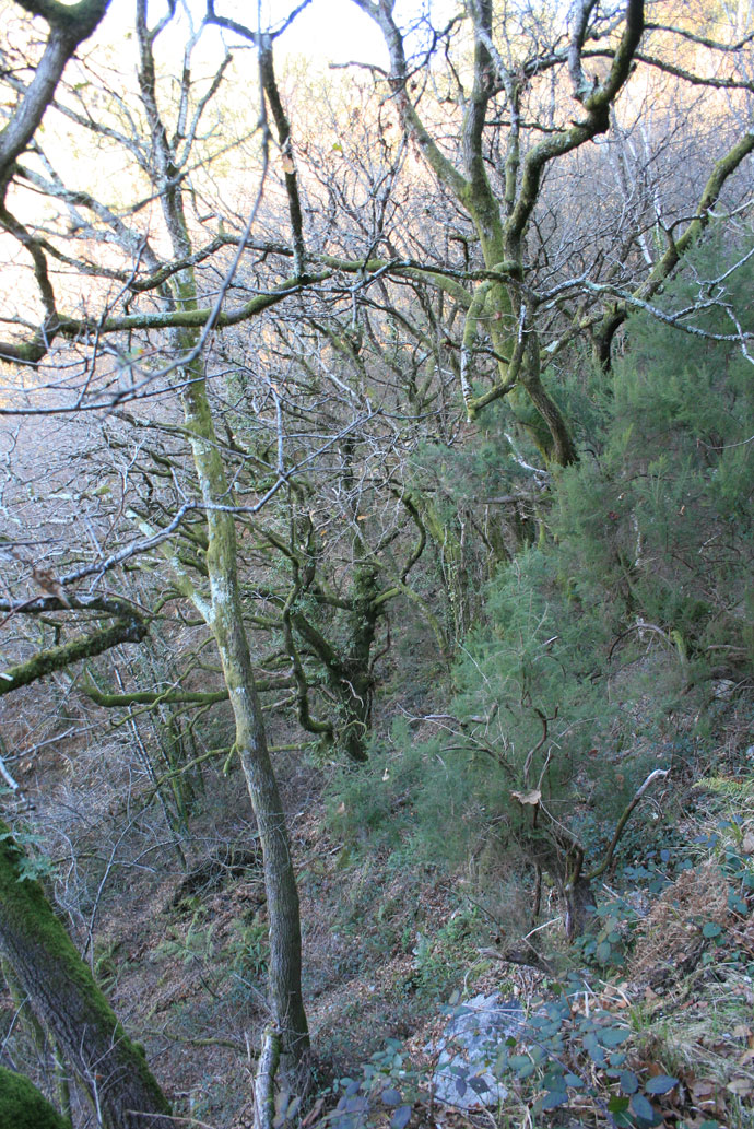 Bosque del cañón Bosque del cañón