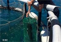 Científicos, gestores y empresarios trabajarán conjuntamente en reducir la contaminación por plásticos en la acuicultura marina Científicos, gestores y empresarios trabajarán conjuntamente en reducir la contaminación por plásticos en la acuicultura marina